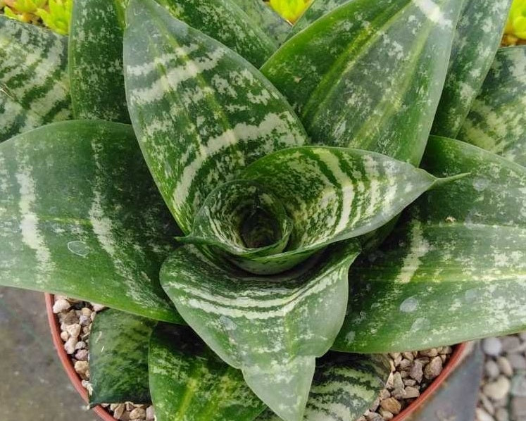 Dracaena trifasciata - HAHNII - Dwarf Snake Plant Sansevieria
