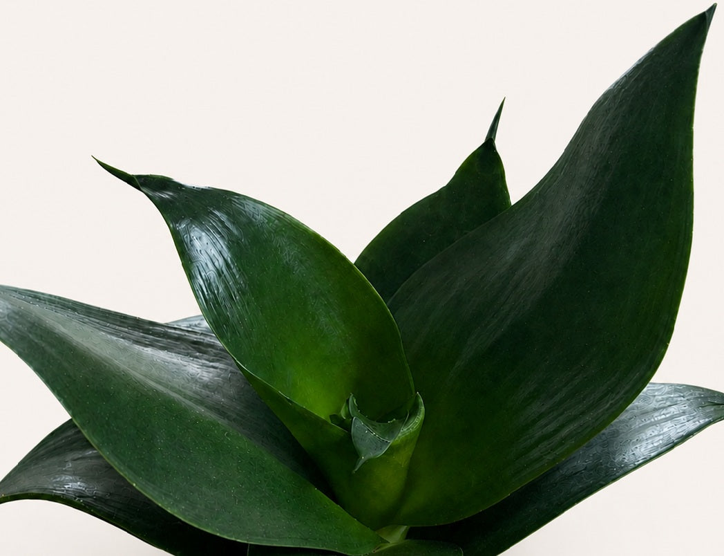 Dracaena trifasciata - HAHNII JADE - Dwarf Snake Plant Sansevieria