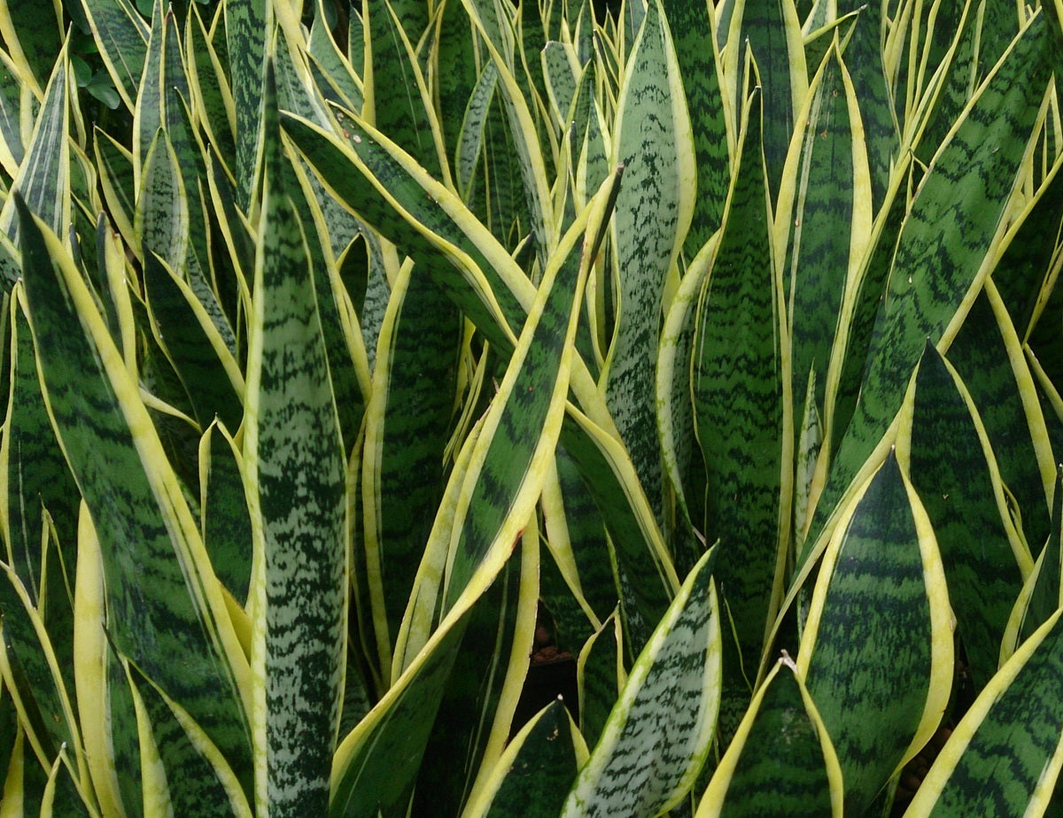 Dracaena trifasciata - LAURENTII - Variegated Snake Plant Sansevieria