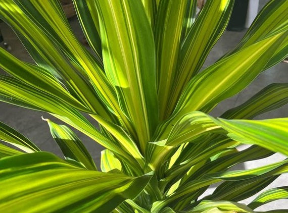 Dracaena fragrans - MARLEY - Corn Palm