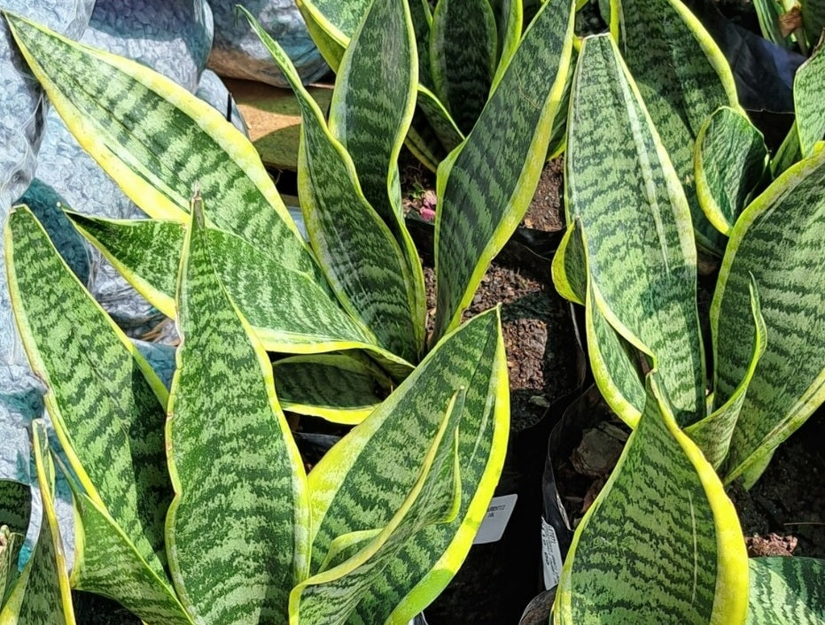 Dracaena trifasciata - VARIEGATED HAHNII - Dwarf Snake Plant Sansevieria