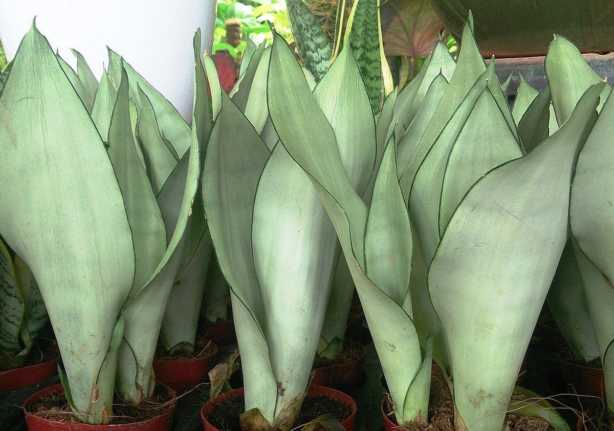 Dracaena trifasciata - MOONSHINE - Snake Plant Sansevieria