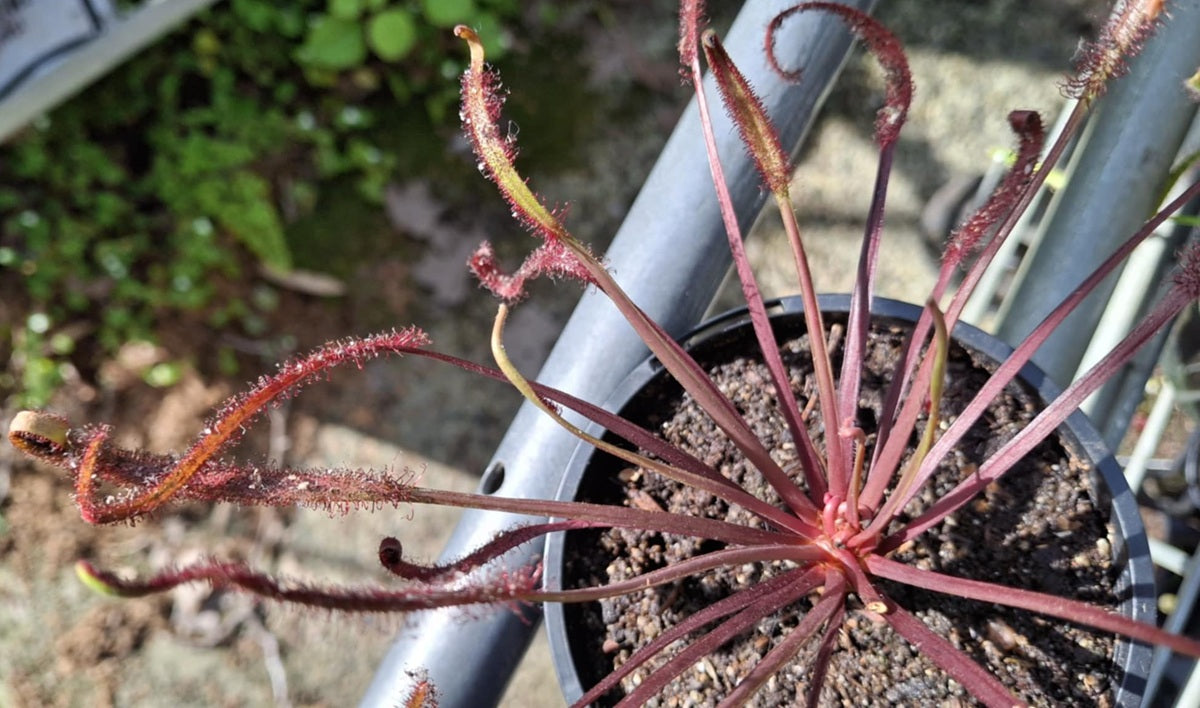 Drosera capensis - TAMLIN'S RED - Cape Sundew