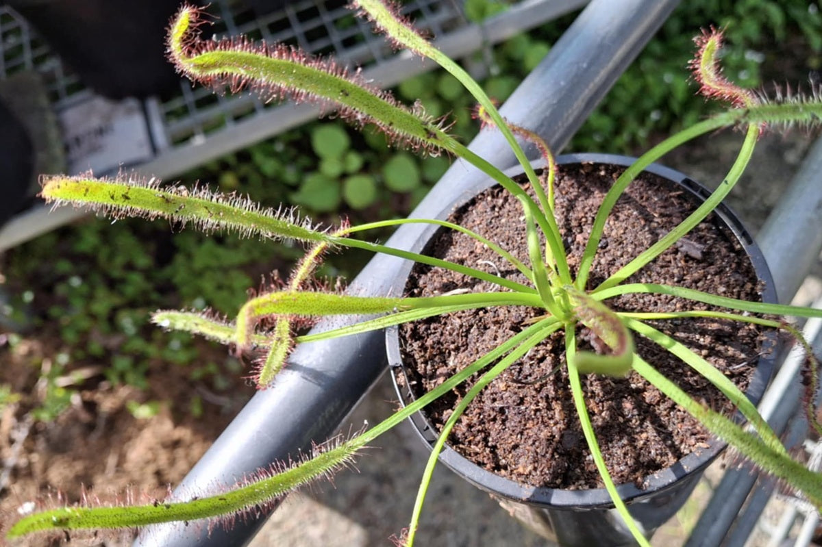 Drosera capensis - Cape Sundew