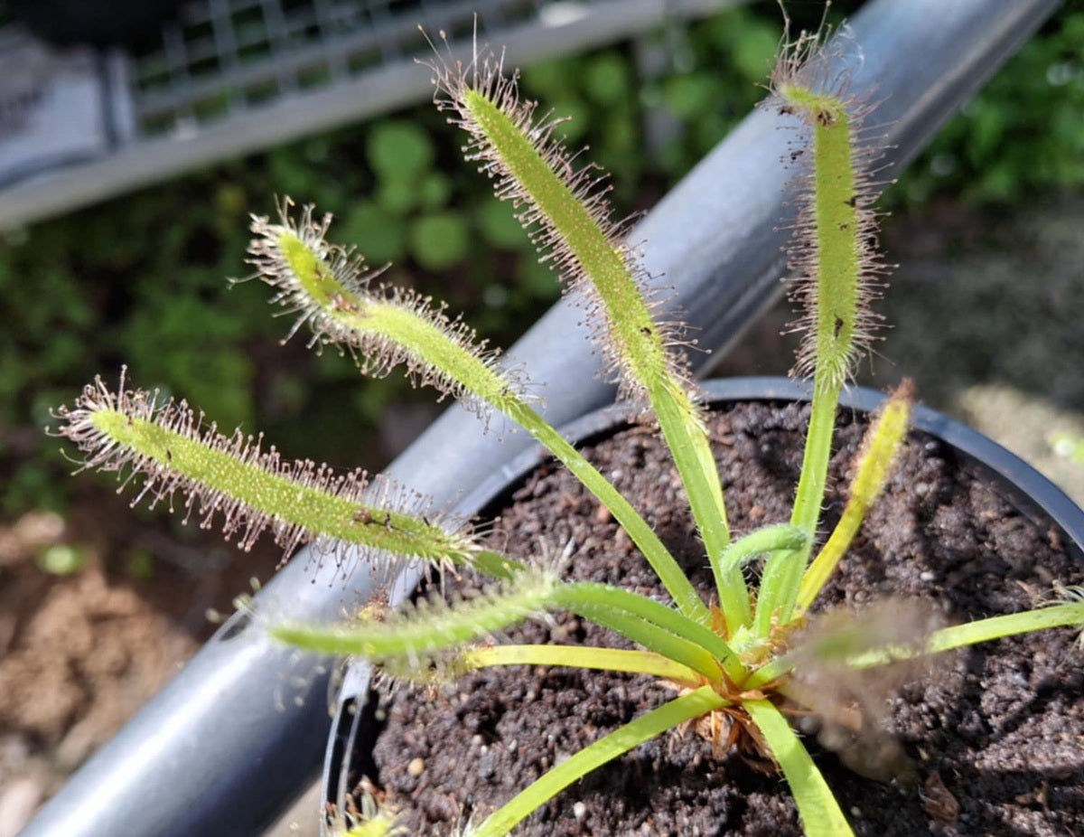 Drosera capensis - ALBA (WIDELEAF FORM) - Cape Sundew