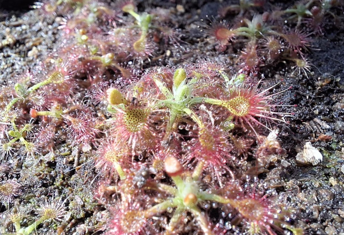 Drosera nitidula - Shining Sundew