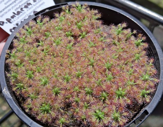 Drosera roseana - Pygmy Sundew