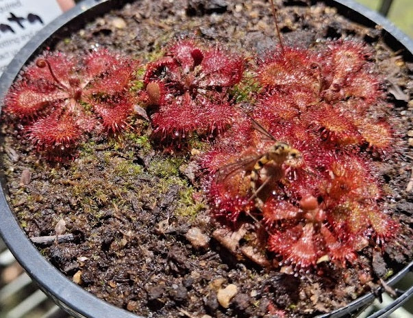 Drosera spatulata - Spoon-Leafed Sundew