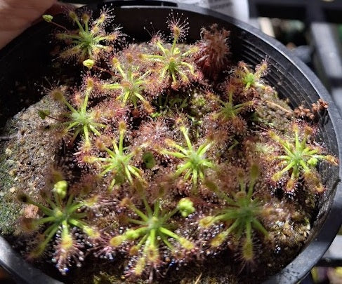 Drosera stelliflora - Pygmy Sundew