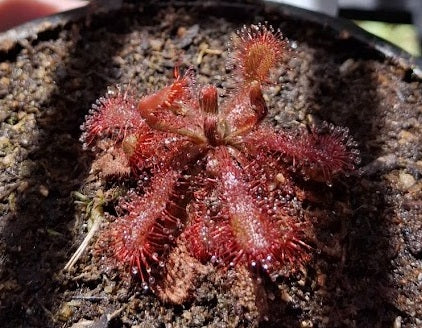 Drosera ultramafica x spatulata - Ultramafic Spoon-leafed Sundew
