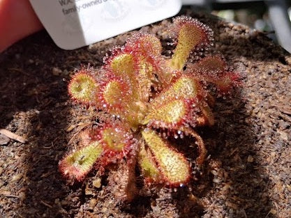 Drosera venusta - Elegant Sundew