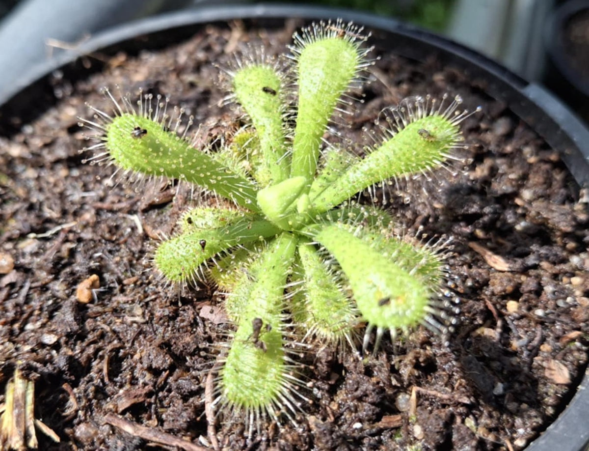 Drosera venusta - ALBA (COCCICAULIS FORM) - Elegant Sundew