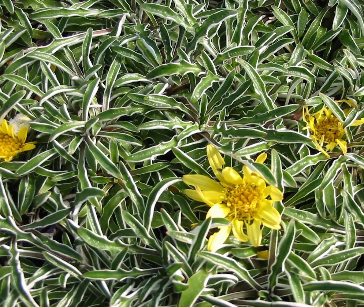 Dymondia margaretae - Carpet Daisy