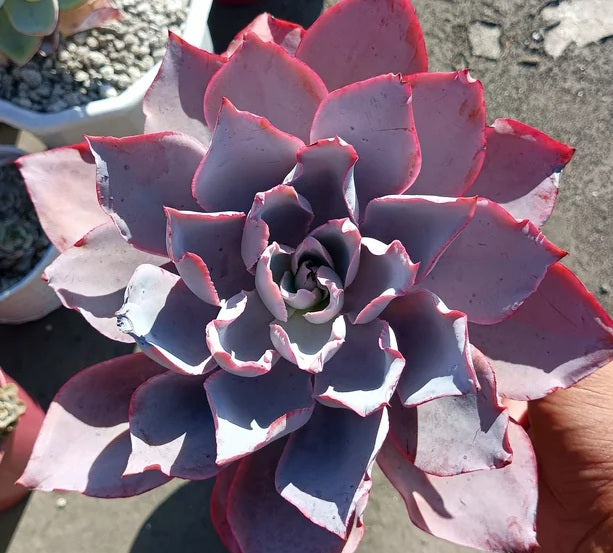 Echeveria cante x shaviana - AFTERGLOW - Mexican Hen and Chicks