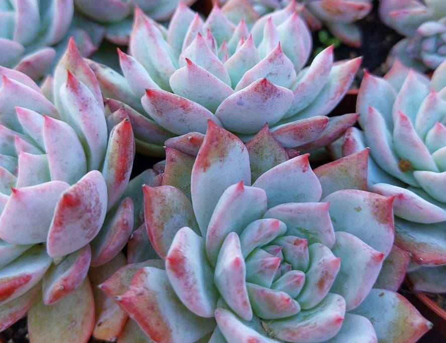 Echeveria colorata x desmetiana - BLUE BIRD - Mexican Giant Peacock