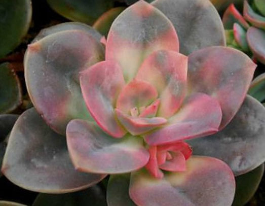 Echeveria - CHROMA - Mexican Hen and Chicks
