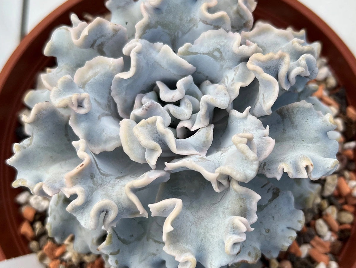 Echeveria lilacina - CRISPATE BEAUTY - Ghost Echeveria