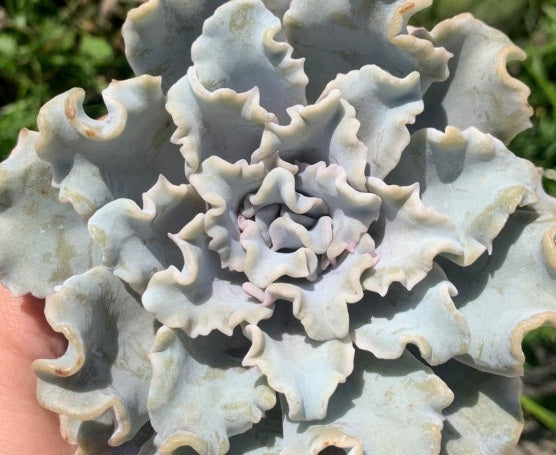 Echeveria lilacina - CRISPATE BEAUTY - Ghost Echeveria
