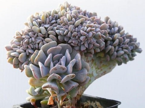 Echeveria runyonii x shaviana - CUBIC FROST CRISTATA - Crested Mexican Hen and Chicks