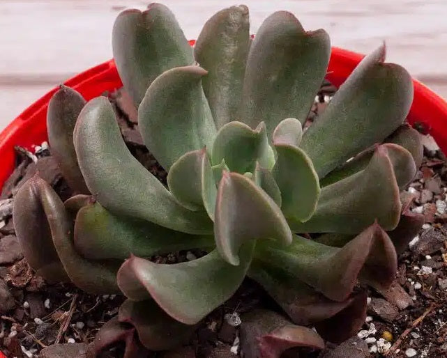 Echeveria - DARK VADER - Mexican Hen and Chicks