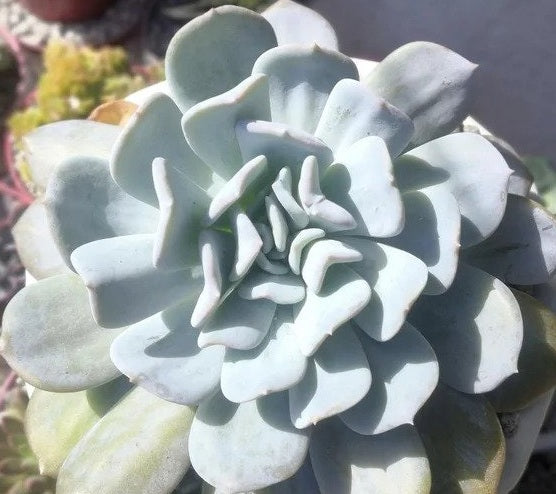 Echeveria setosa x pulvinata - EXOTIC - Mexican Hen and Chicks