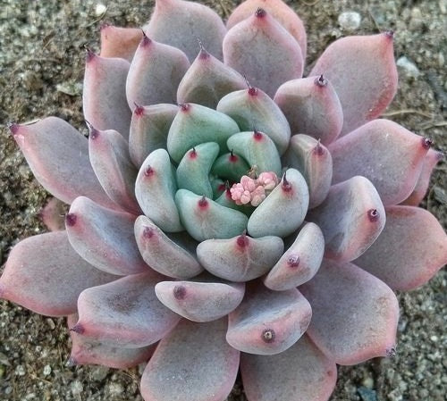 Echeveria cuspidata - RED ABSINTHE - Mexican Hen and Chicks