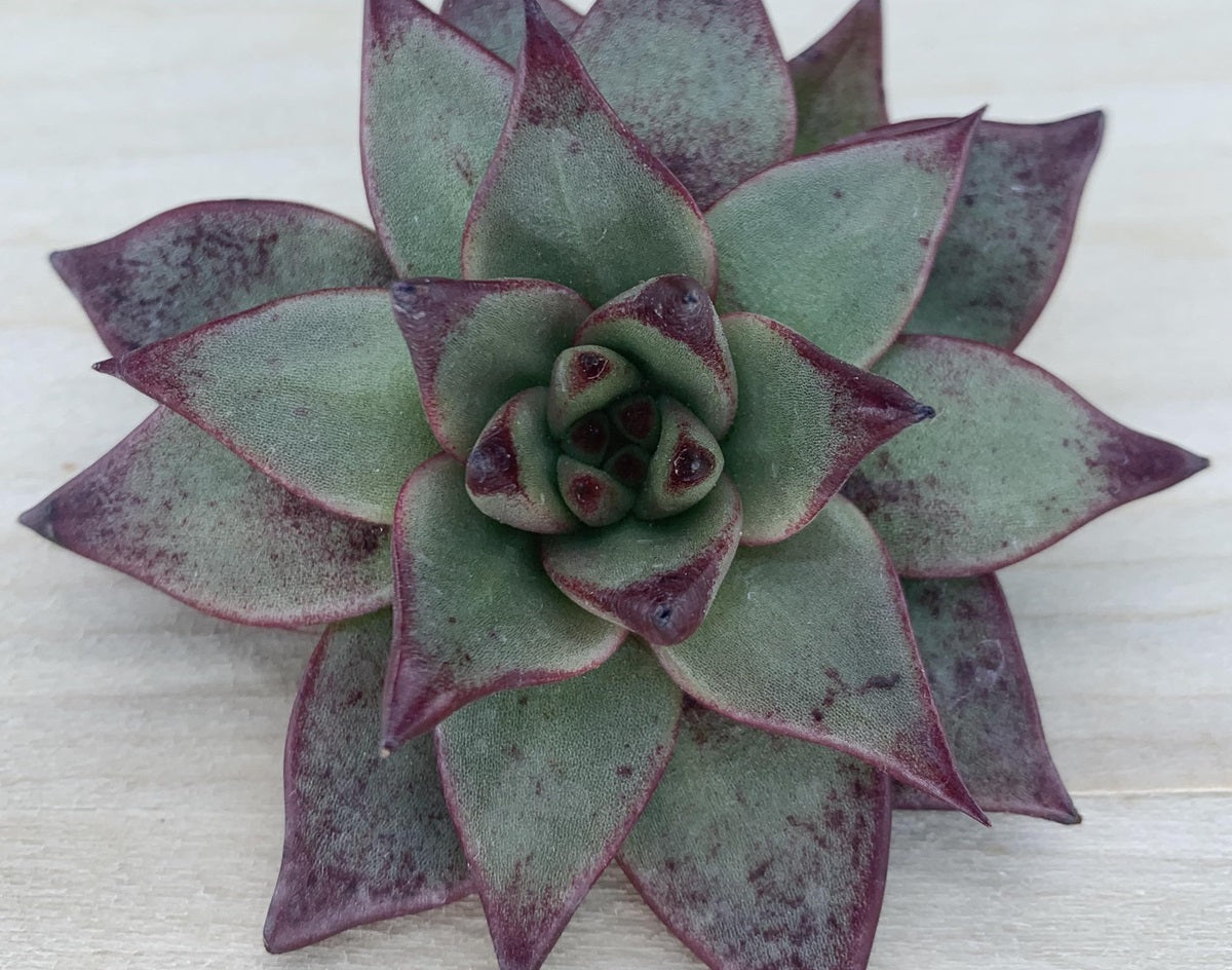 Echeveria agavoides - SIRIUS - Wax Agave