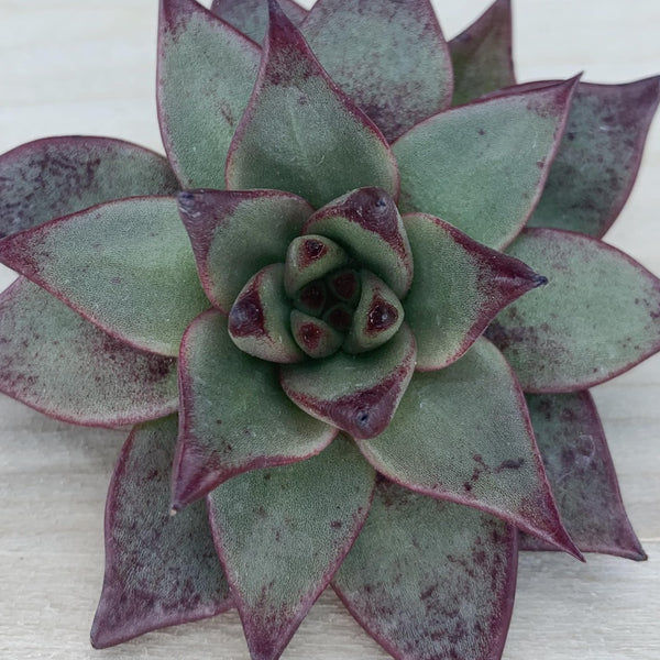 Echeveria agavoides - SIRIUS - Wax Agave