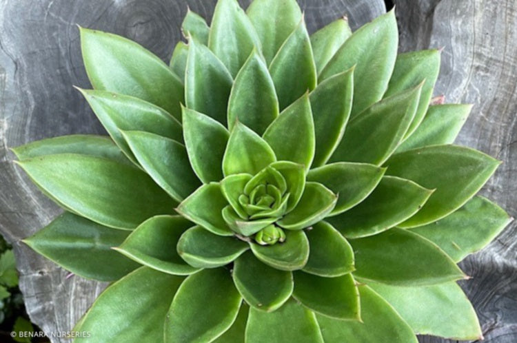 Echeveria - STAR GREEN - Mexican Hen and Chicks