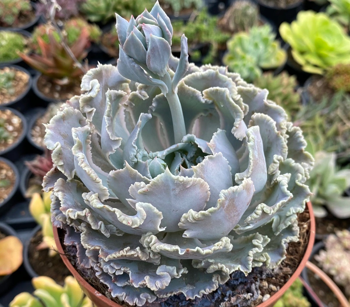 Echeveria shaviana - TRUFFLES - Mexican Hen and Chicks