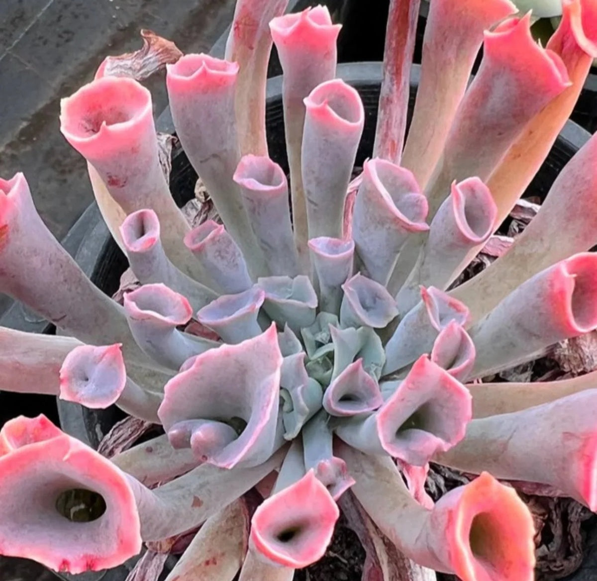 Echeveria - TRUMPET PINKY PINK FORM - Mexican Hen and Chicks