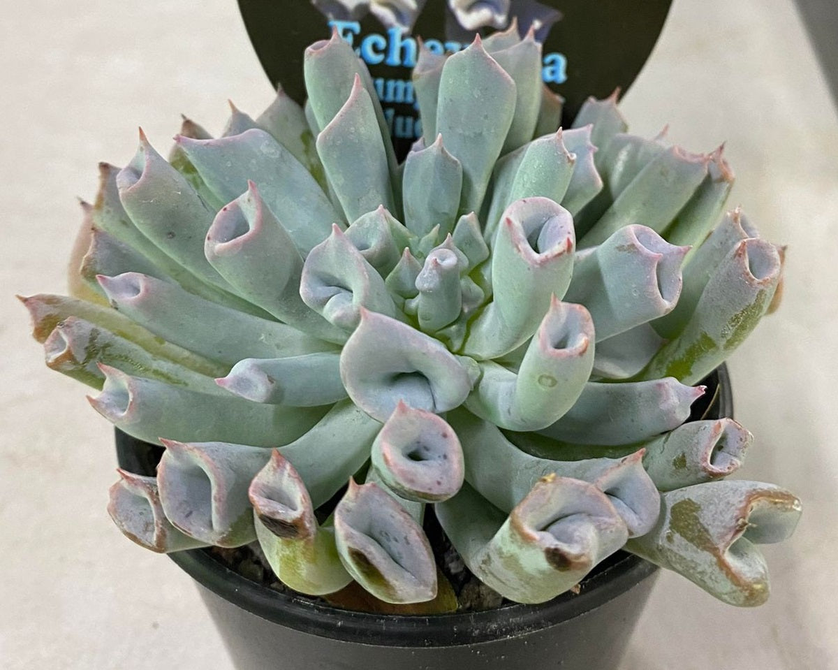 Echeveria - TRUMPET PINKY BLUE FORM - Mexican Hen and Chicks