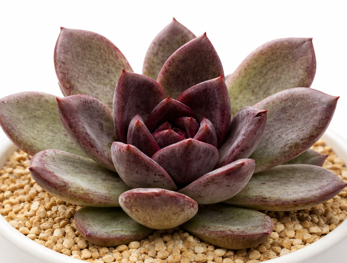 Echeveria - VELVET PEACH - Mexican Hen and Chicks
