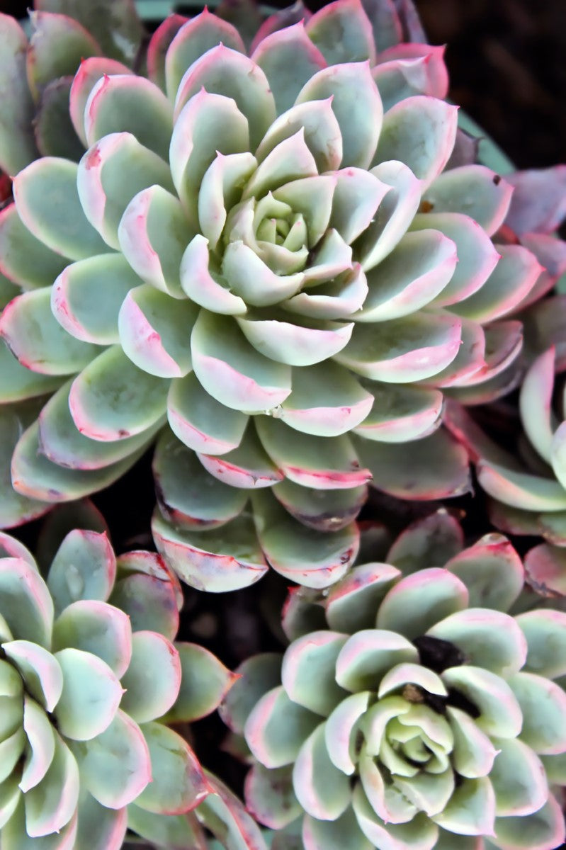 Echeveria elegans - VIOLET QUEEN - Mexican Hen and Chicks