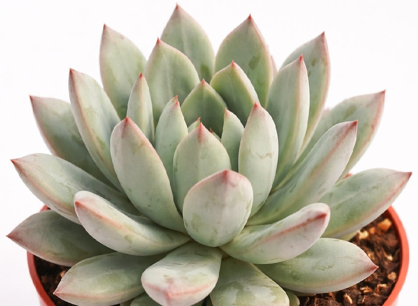Echeveria colorata - YUMMIE - Mexican Giant Hen and Chicks
