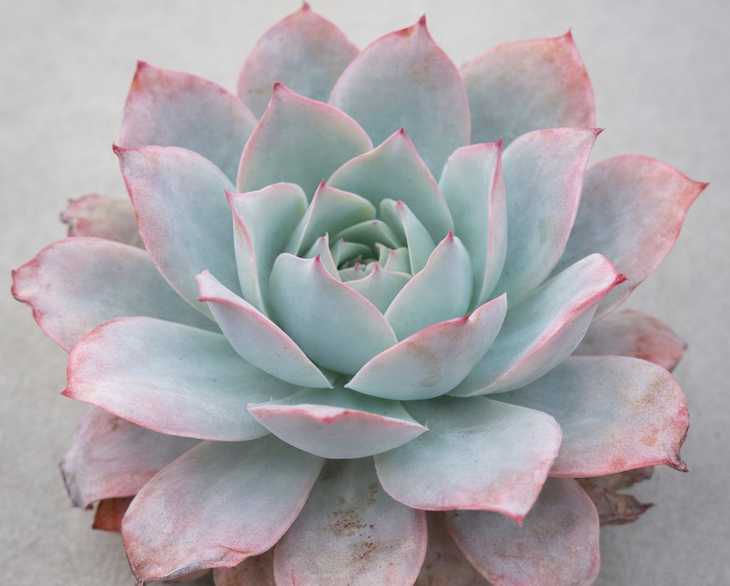Echeveria cante - White Cloud Plant
