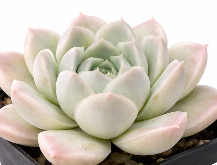 Echeveria elegans - ALBA - Mexican Hen and Chicks