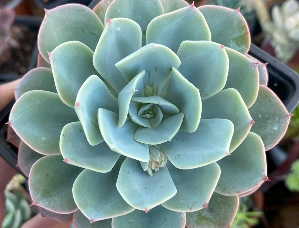 Echeveria secunda - Mexican Hen and Chicks