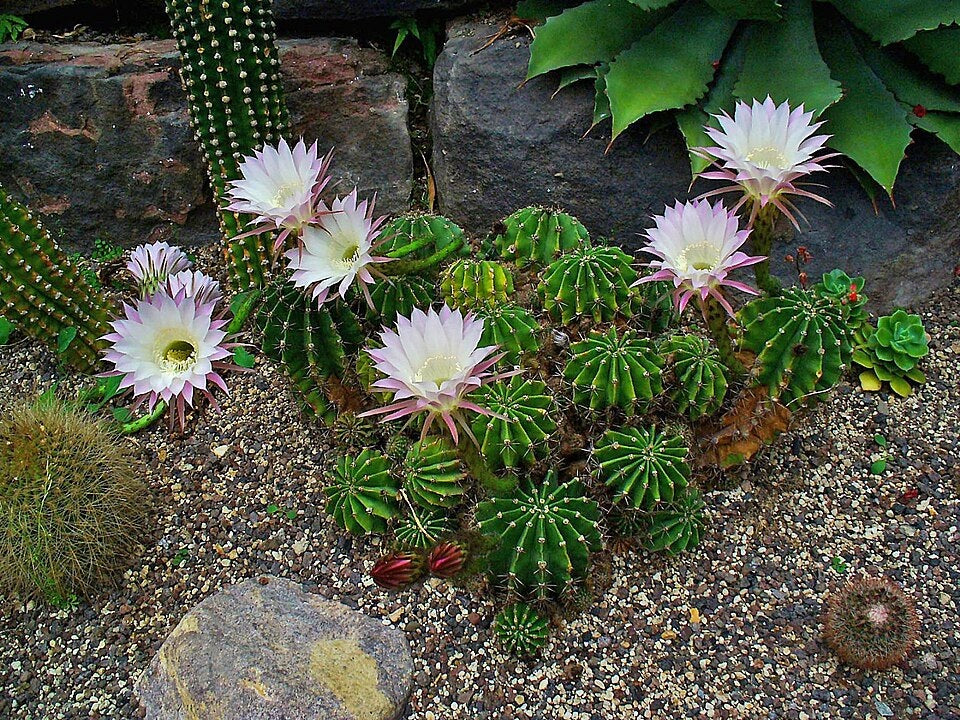 Echinopsis oxygona - Easter Lily Cactus