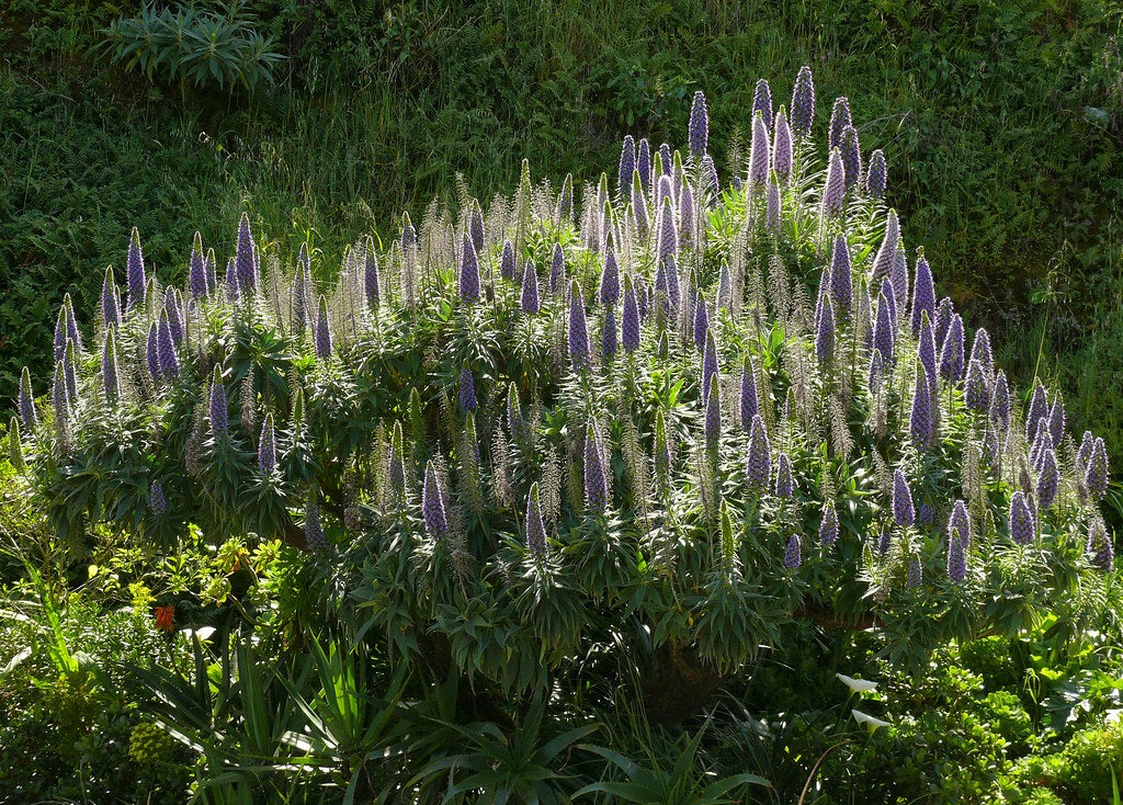 Echium candicans - Pride of Madeira