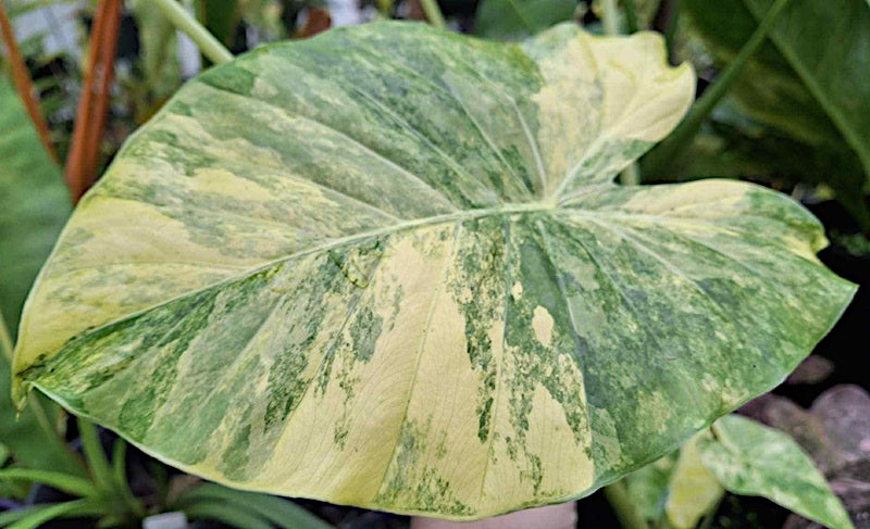 Englerarum montanum - AUREA - Dwarf Golden Variegated Gageana Elephant's Ear