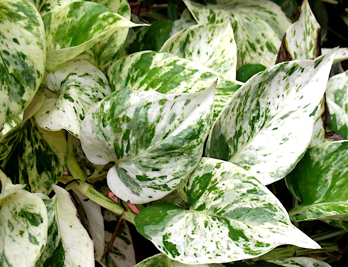 Epipremnum aureum - MARBLE QUEEN - Devils Ivy Hanging Basket