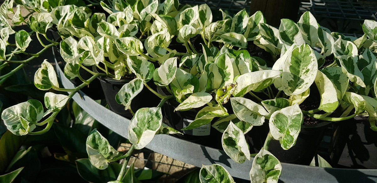 Epipremnum aureum - N'JOY - Devils Ivy Hanging Basket