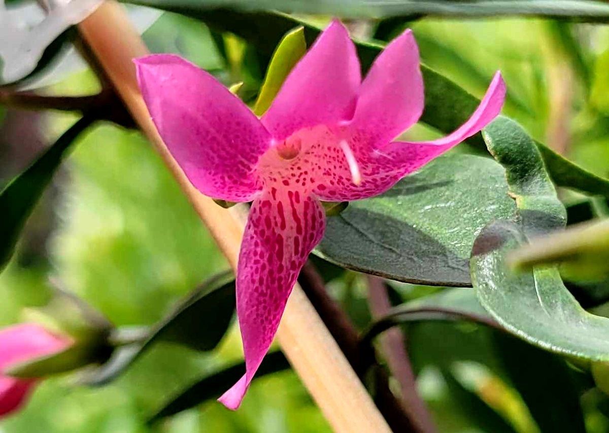 Eremophila maculata - BALLERINA - Spotted Emu Bush