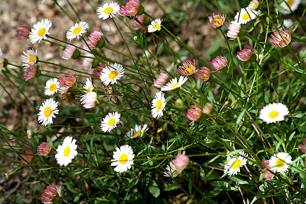 Erigeron karvinskianus - Spanish Daisy