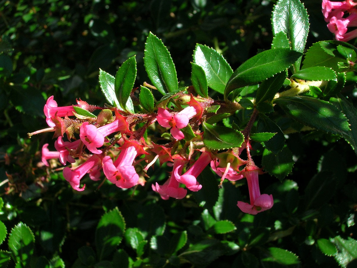 Escallonia x langleyensis - RED KNIGHT