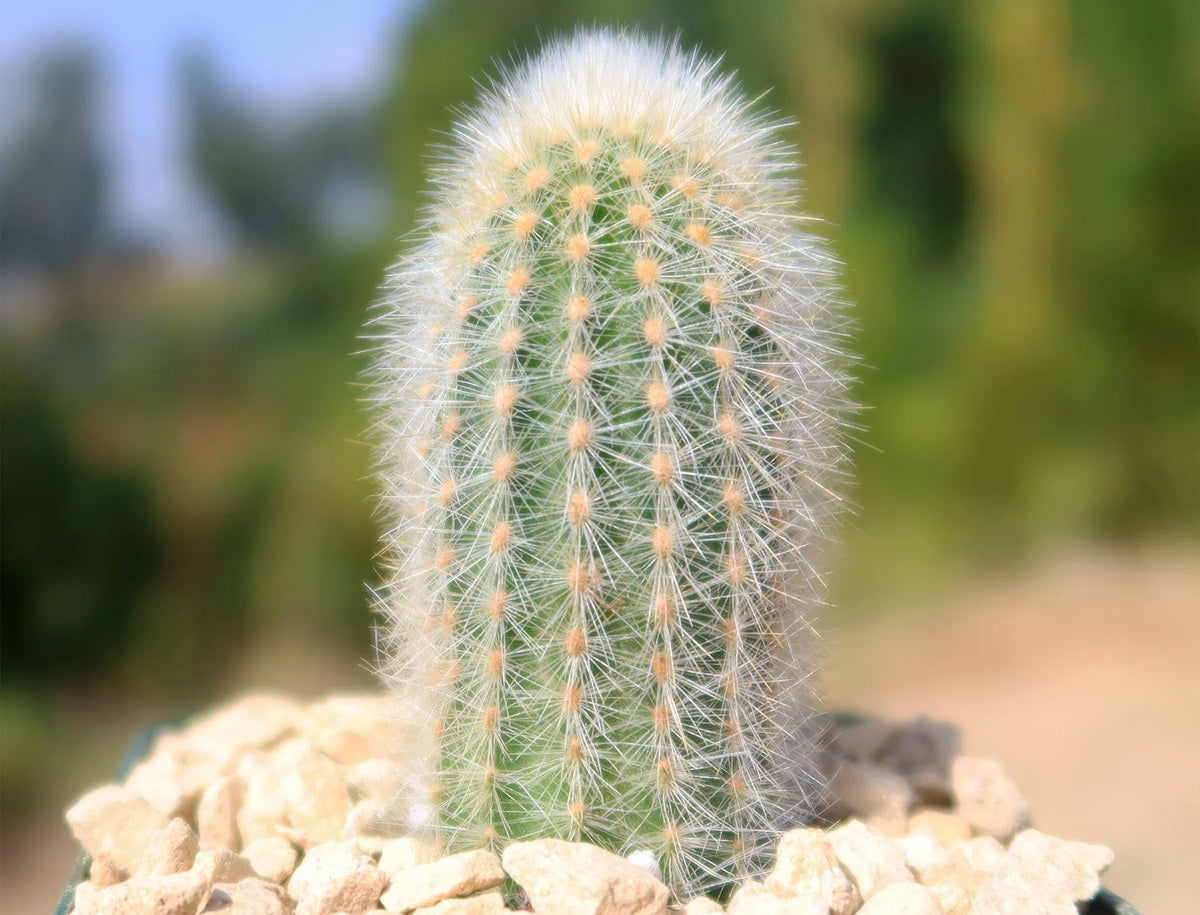 Espostoa senilis - Old Man Cactus