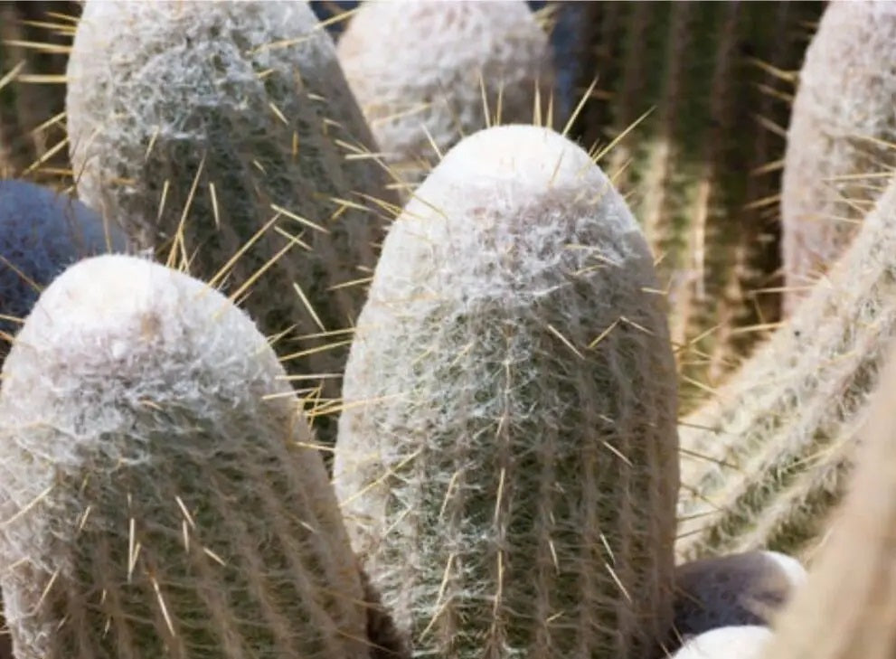 Espostoopsis dybowskii - False Espostoa