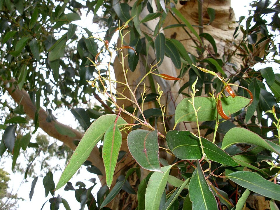 Eucalyptus cladocalyx nana - Dwarf Bushy Sugar Gum