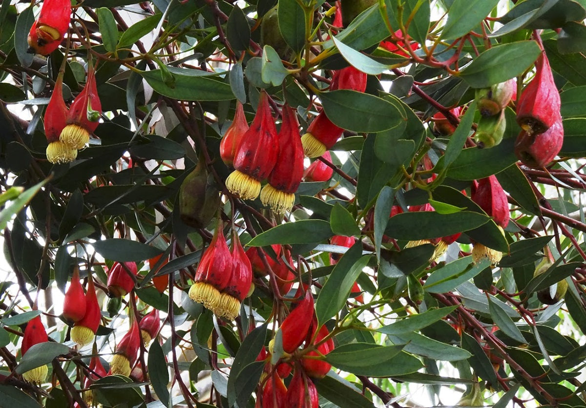 Eucalyptus forrestiana - Fuchsia Gum
